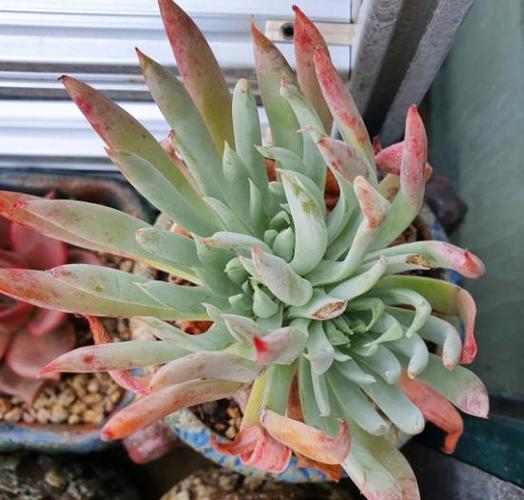 仙女杯养护经验分享,从上盆,服盆细节,到日常养护要点分析