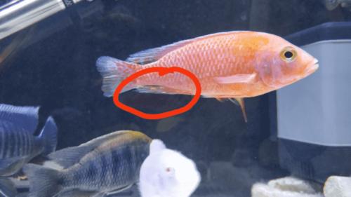 鱼的白点病会自愈吗