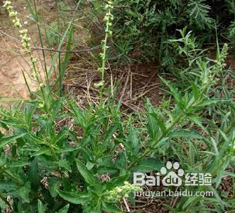 透骨草的功效与作用