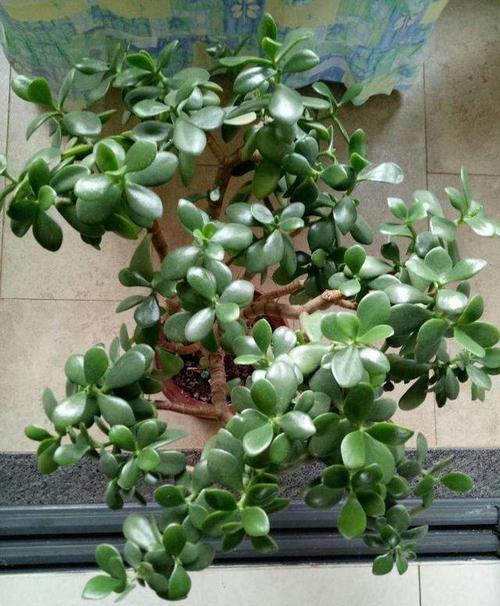 6种很耐旱的花卉,懒人才能养好,枝繁叶茂长势旺盛