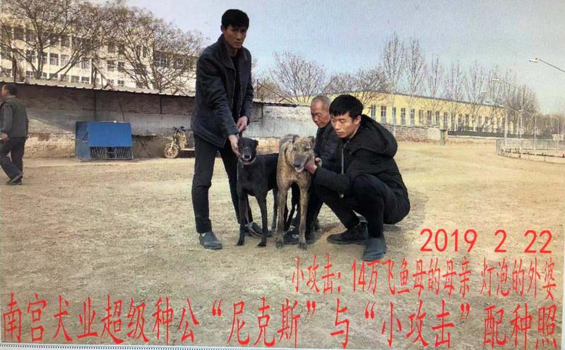 2019年2月22日临清汪波的格力犬种母小攻击使用南宫犬业的格力犬种公