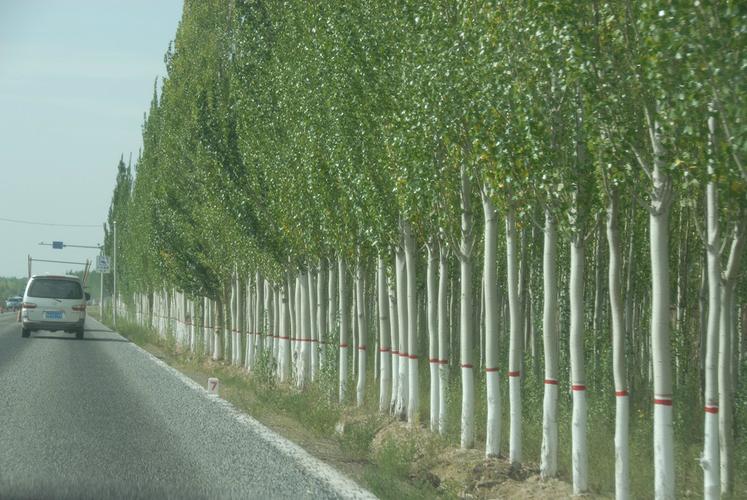河西走廊防护林2