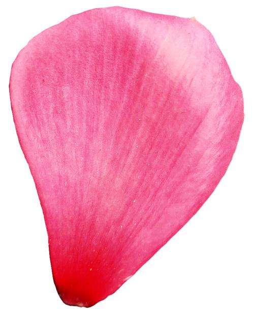 心形花瓣透明花瓣素材