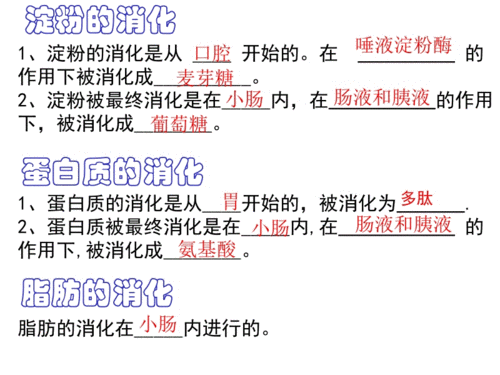 淀粉的消化是从.ppt