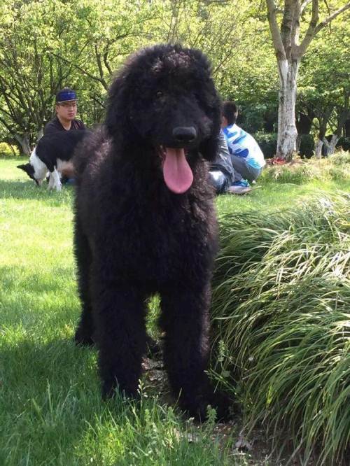 家里一窝黑色巨贵,狗太多没时间照顾