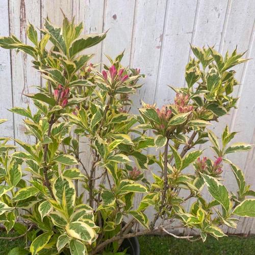 花镜耐热花卉木本叶木本寒观多年生植物花园大苗花卉