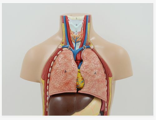 人体躯干模型内脏解剖头部大脑颅骨心脏肝胃肺肠 教学