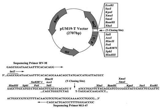 关于t载体基因工程中常提到t载体(t-vector),请问什么是t载体,t载体有