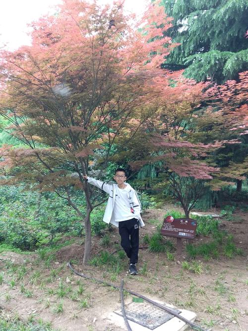 湿地公园的凤树