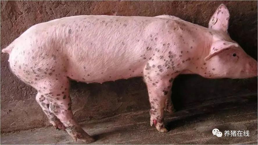 猪寄生虫病 > 正文  基本不影响吃喝,主要在病猪耳部,背部,腹部,前肢