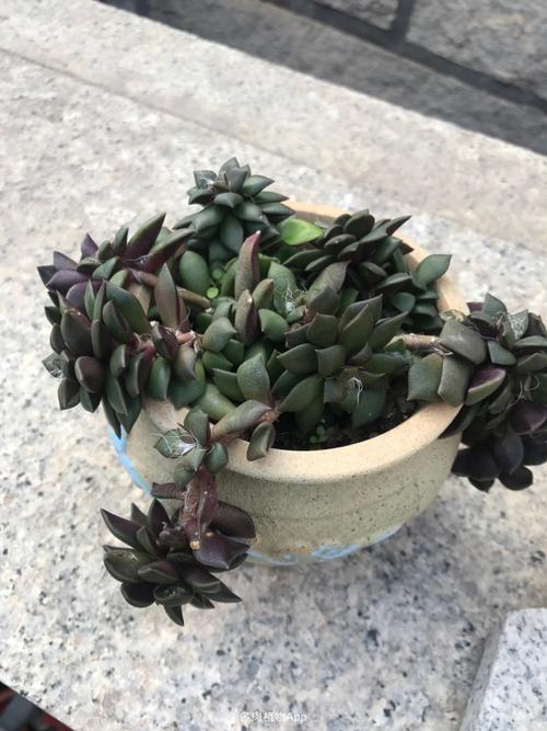 家有鲜肉                  为何我的吹雪之松锦这么丑?