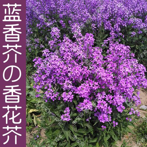 花卉籽春季阳台盆栽花园庭院绿化观赏秋季蓝香芥欧亚香花芥种子