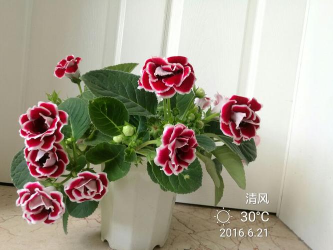 花友大岩桐盆栽