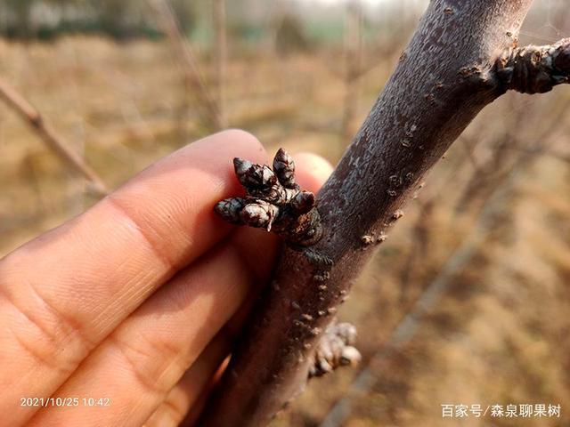 樱桃树花芽不好是有原因的