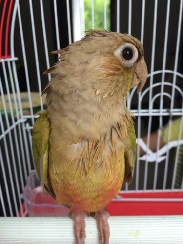 请看看这小太阳肉桂鹦鹉鸟.几个月大?谢谢了!