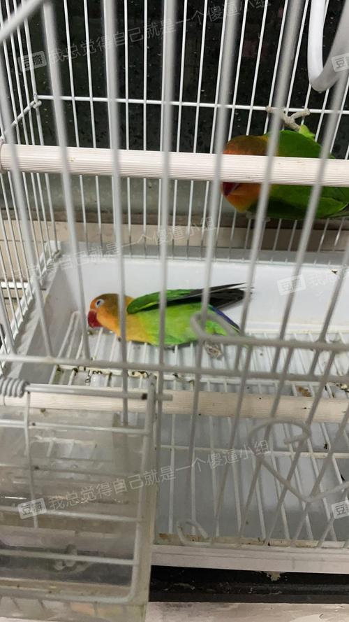 大家有养牡丹鹦鹉的经验么?速!急救!救命!请豆.