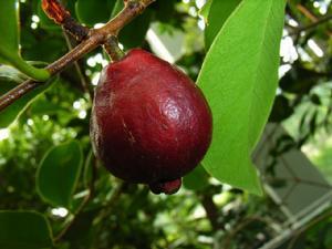 > 查看版本 地果 - 分 布 西藏,云南,陕西  生