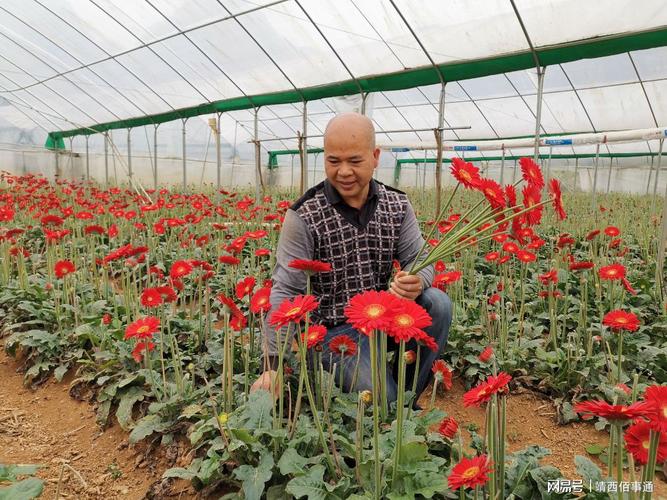 图为3月30日,靖西市渠洋镇怀书村花卉种植基地内种植户在