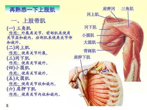 再熟悉一下上肢肌 一,上肢带肌 (一) 三角肌 作用:外展肩关节,前部