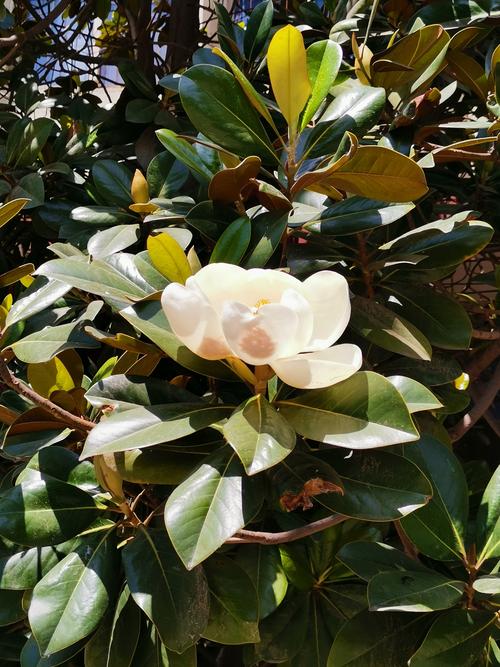 广玉兰的叶子也好看!