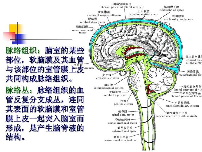脑和脊髓的被膜,血管及脑脊液循环ppt