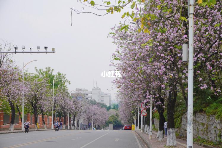 华农|紫荆花开_赏花_春天去哪玩_春天去赏花_出行