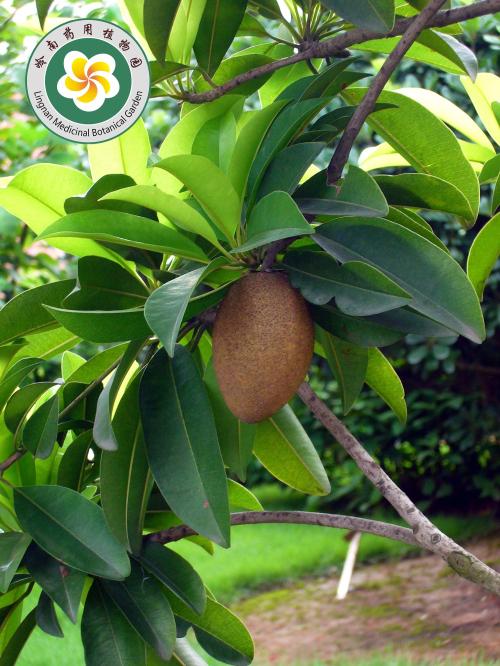 人心果-人心果-广东岭南职业技术学院 中药学二类品牌专业申报