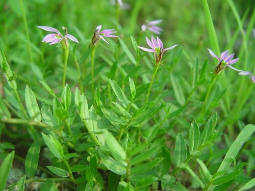细米草