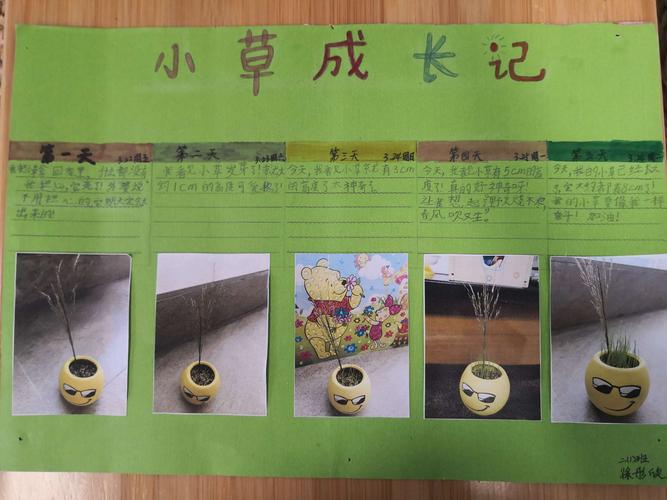 草头娃娃成长分享记