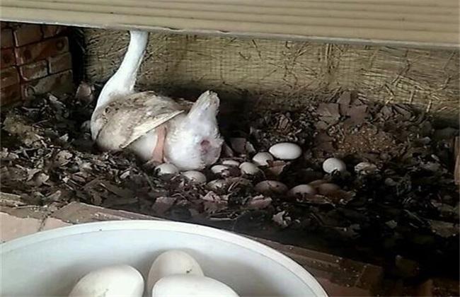 鹅人工孵化技术