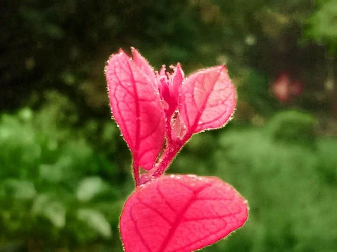 火红的花,翠绿的叶,红花绿叶,大红大绿,艳到了极致,雅到了极致.