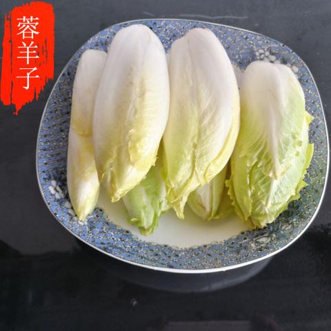 蓉羊子生鲜农家新品生态有机新鲜金玉兰菜菊苣菜凉拌金玉兰1000克