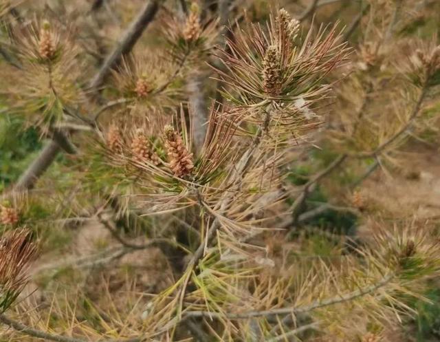 夏季松柏类植物病虫害发生规律和防治措施 雪松,油松,黑松,白皮松等