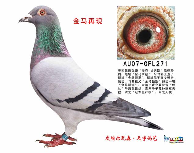 金马再现_皮埃尔瓦森·天宇鸽艺_ag188.com爱鸽商城_中国信鸽信息网
