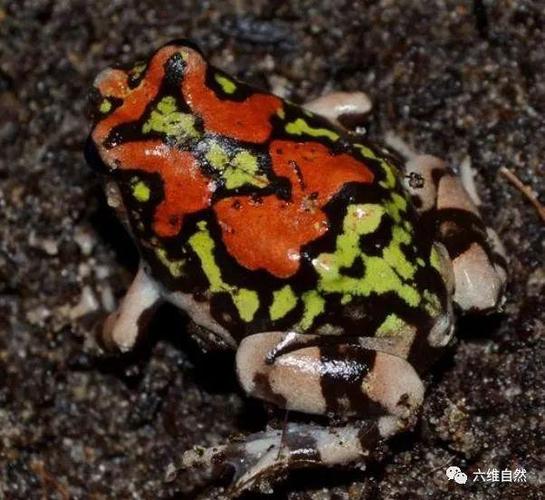 马达加斯加岛的一种艳丽青蛙,被称彩虹蛙,红犁足蛙却很少被发现