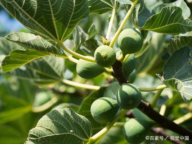 无花果好吃,无花果树也具有很高的观赏价值,一起了解