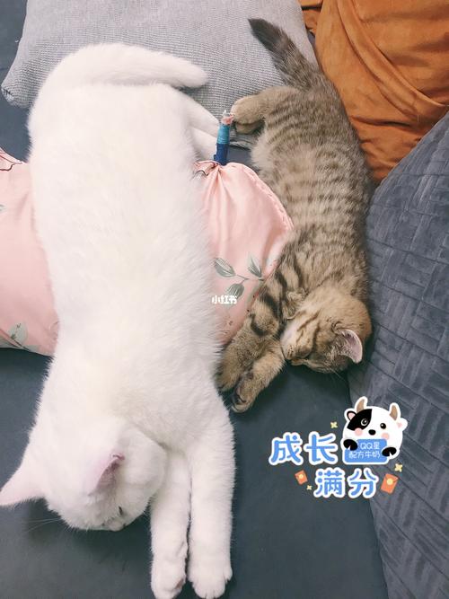 安安康康要健康快乐的成长呦～_萌宠_我的萌宠_宠物_猫