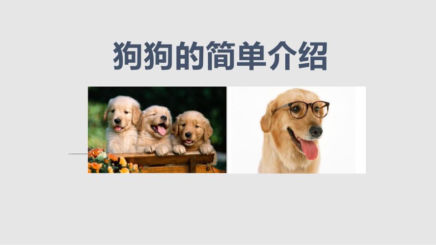 狗狗的简单介绍实用课件