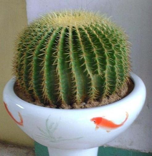 金琥有哪些品种