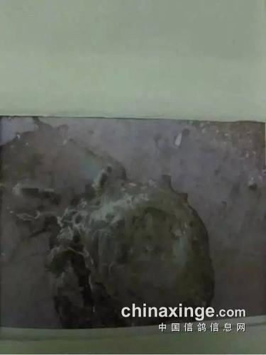 早晨看粪便,最全的鸽粪图片大全,看粪识鸽病,有图有注解有治疗方案,养
