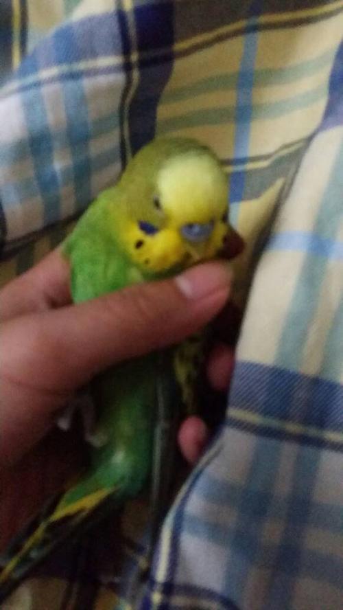 公的虎皮鹦鹉太胖或有些老了,还会发情吗?