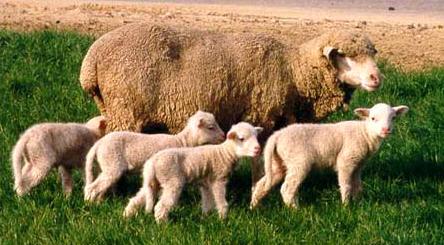  p>布鲁拉美利奴羊(booroola merino sheep)属于中毛型美利奴羊的一种
