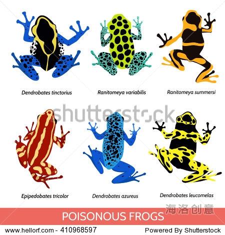 blue poison dart frog.