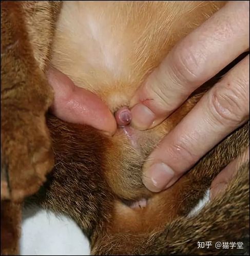 全图解:如何给公猫的阴茎做日常检查