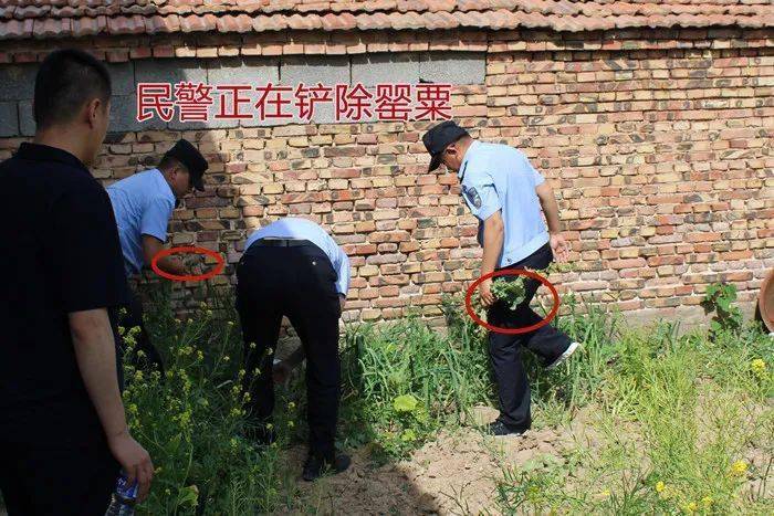 2021年5月21日,下洼派出所在踏查中发现有院落内种植罂粟,民警将罂粟