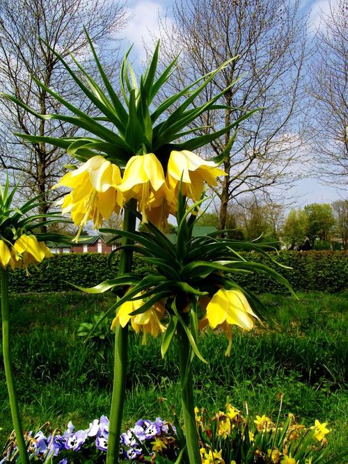 皇冠,花,开花,绽放,自然,花园,景观
