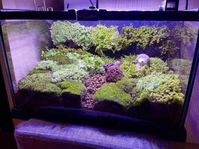 松鼠君最近琢磨着把闲置的空鱼缸和爬宠箱利用起来,顺便比较了一下市