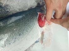 新西兰空运进口帝王鲑新鲜三文鱼整条鲑鱼4-5kg 每周到只发江浙沪