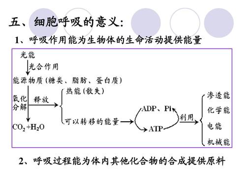 五,细胞呼吸的意义: 细胞呼吸的意义: 呼吸的意义 1,呼吸作用能为生物