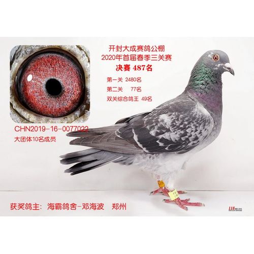 大成公棚决赛第487名